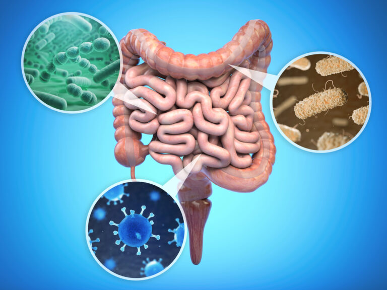 The Gut-The Foundation of Our Health - N8 Family Chiropractic The Gut: The Foundation of Our Health